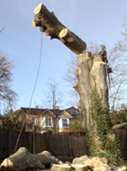 devon & south west tree surgeon dismantle2